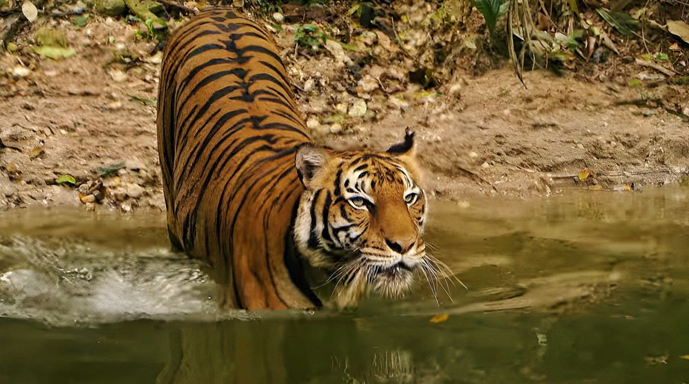 When it comes to saving the Malayan Tiger, the time is now - BTS Media